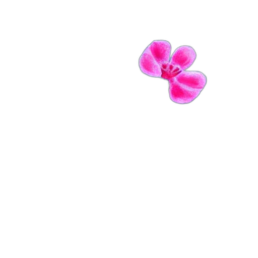 flower, jewelry, weapon, umbrella transparent PNG cut-out