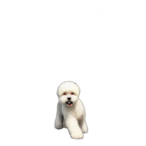 animal, creature, staff, hair transparent PNG cut-out