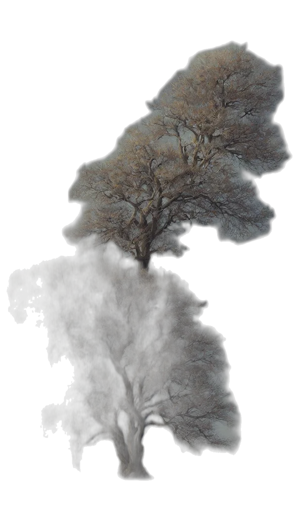 tree, hair, crown, creature transparent PNG cut-out