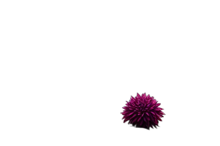 flower, hair, umbrella, crown transparent PNG cut-out