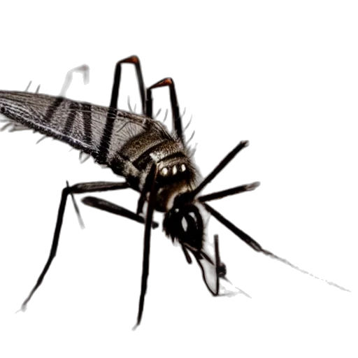 animal, creature, weapon, dragon transparent PNG cut-out