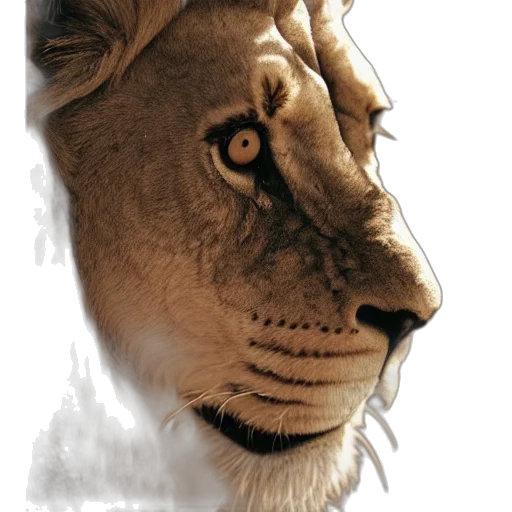 crown, animal, face, mask transparent PNG cut-out