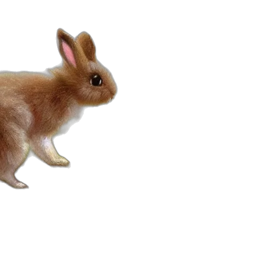 animal, creature, food, hair transparent PNG cut-out