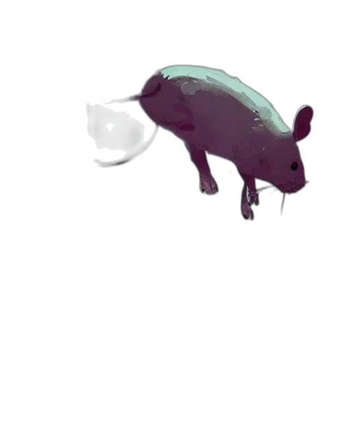 animal, food, hat, creature transparent PNG cut-out