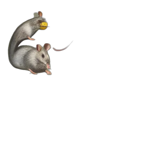 animal, hat, creature, food transparent PNG cut-out