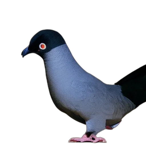 animal, creature, hat, staff transparent PNG cut-out