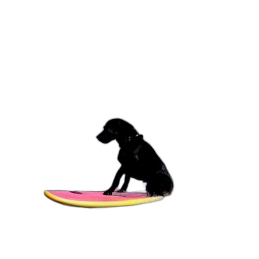 animal, shoes, creature, hat transparent PNG cut-out