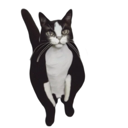 jacket, staff, animal, hat transparent PNG cut-out
