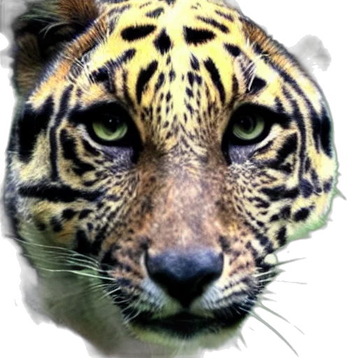 animal, face, creature, staff transparent PNG cut-out