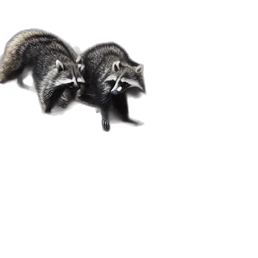 animal, creature, furniture, weapon transparent PNG cut-out