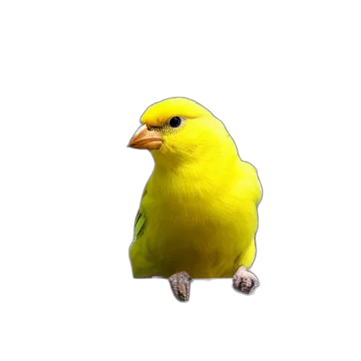 animal, creature, staff, food transparent PNG cut-out