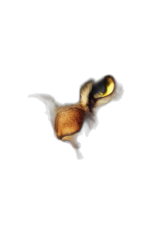 dragon, animal, jewelry, creature transparent PNG cut-out