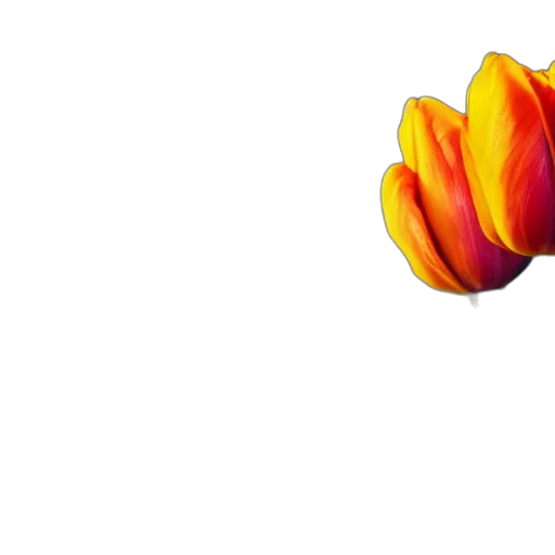 flower, crown, staff, jewelry transparent PNG cut-out