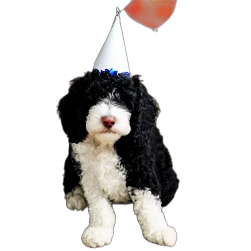 staff, hat, black, bernadoodle transparent PNG cut-out