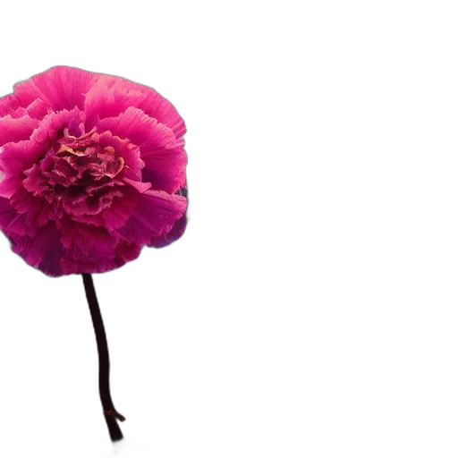 flower, crown, hat, umbrella transparent PNG cut-out