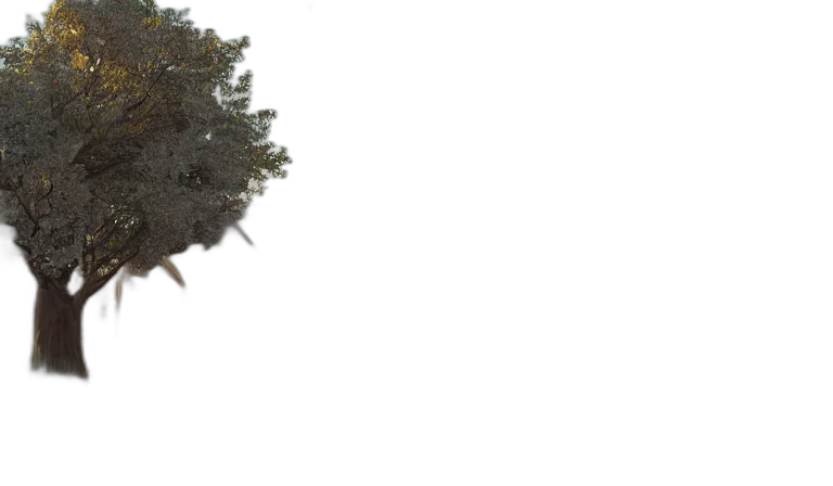 tree, hair, hat, crown transparent PNG cut-out