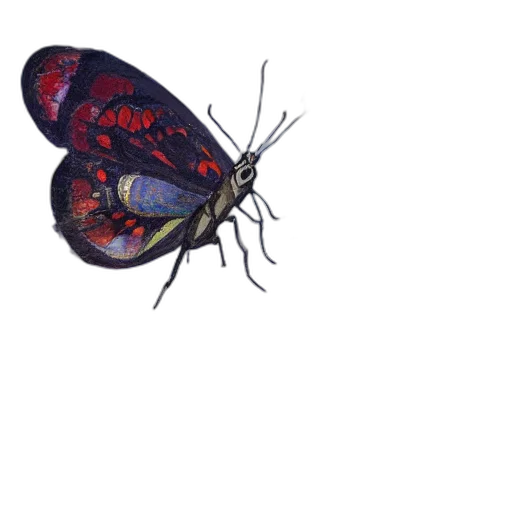 umbrella, animal, creature, crown transparent PNG cut-out