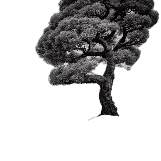 tree, crown, hair, animal transparent PNG cut-out