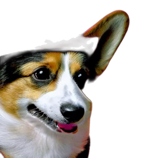 animal, hat, creature, face transparent PNG cut-out