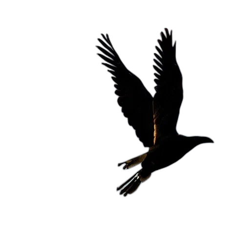 animal, staff, creature, dragon transparent PNG cut-out