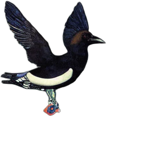 animal, staff, jewelry, weapon transparent PNG cut-out