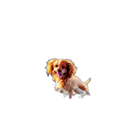 animal, creature, staff, hair transparent PNG cut-out