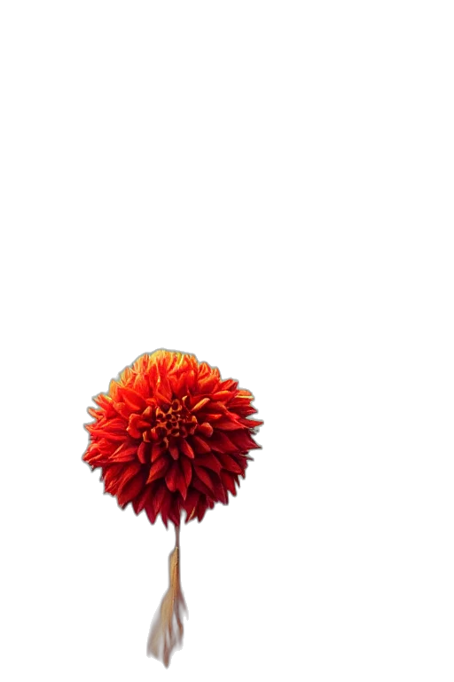 flower, umbrella, hair, staff transparent PNG cut-out