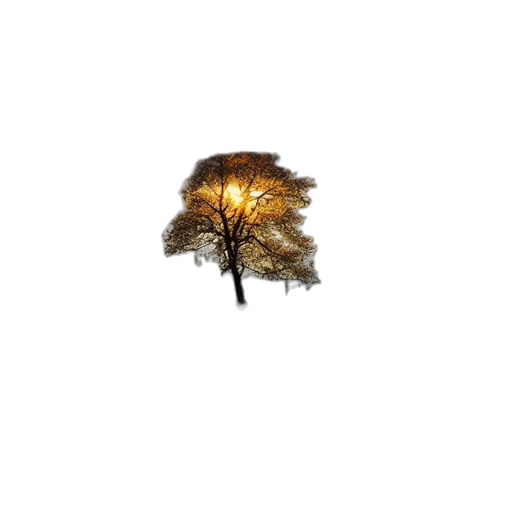 tree, crown, hat, hair transparent PNG cut-out