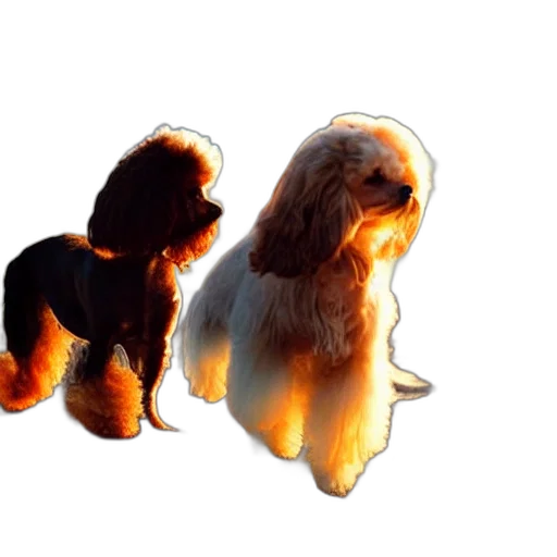 animal, creature, hair, 3d render transparent PNG cut-out