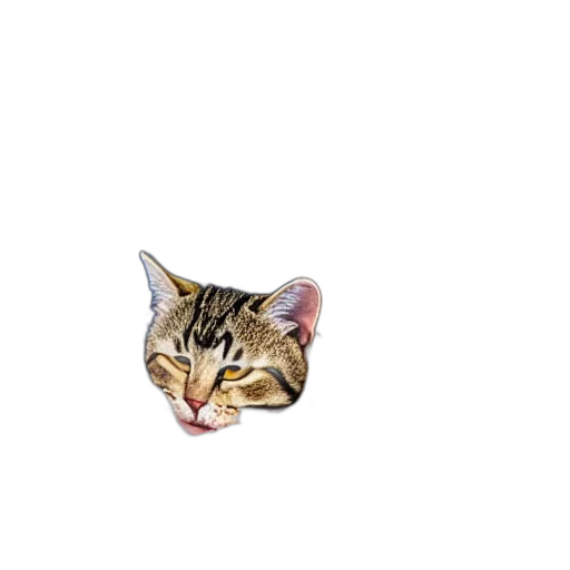 animal, creature, face, hat transparent PNG cut-out