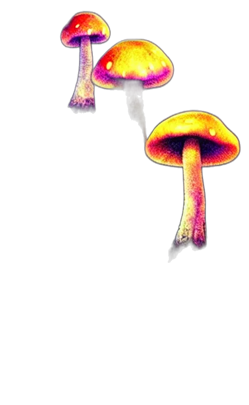 crown, hat, umbrella, creature transparent PNG cut-out