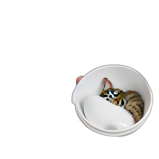 food, animal, jewelry, hat transparent PNG cut-out