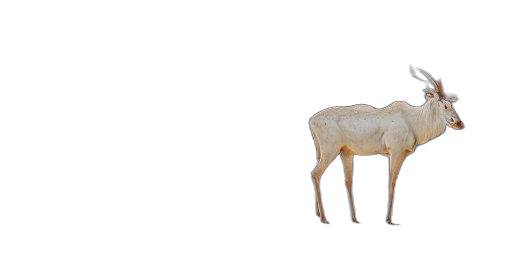 animal, furniture, creature, jewelry transparent PNG cut-out