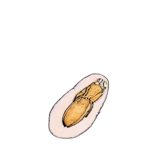 shoes, food, jewelry, hat transparent PNG cut-out