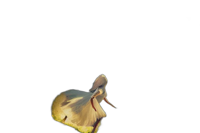 animal, creature, dragon, hat transparent PNG cut-out