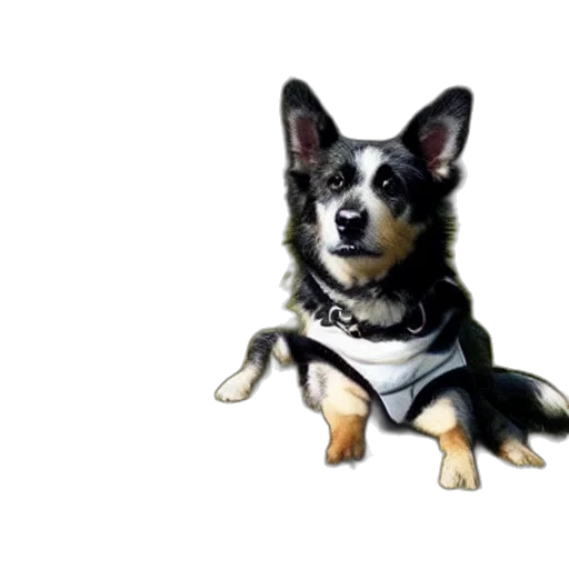 animal, staff, jacket, creature transparent PNG cut-out