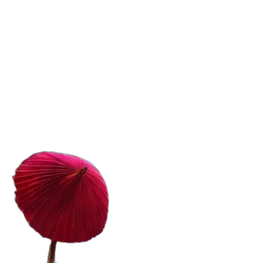 hat, flower, umbrella, hair transparent PNG cut-out