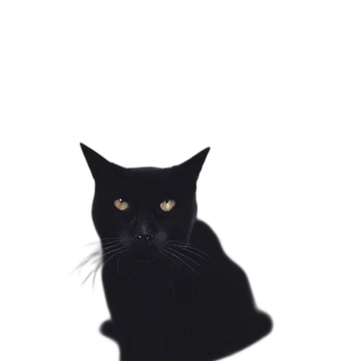 animal, creature, face, staff transparent PNG cut-out