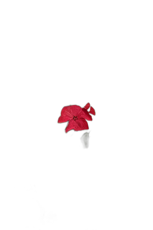 hat, flower, umbrella, crown transparent PNG cut-out