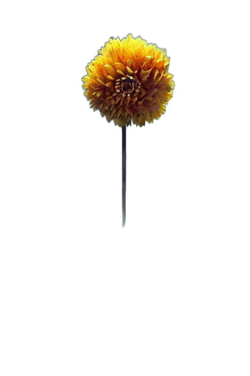 flower, staff, umbrella, crown transparent PNG cut-out