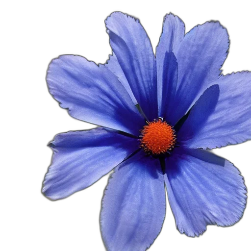 flower, crown, jewelry, dress transparent PNG cut-out