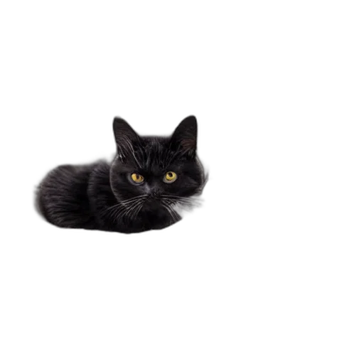 animal, creature, staff, hat transparent PNG cut-out
