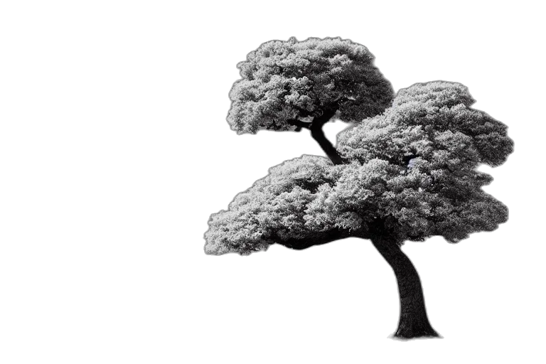 tree, crown, umbrella, furniture transparent PNG cut-out