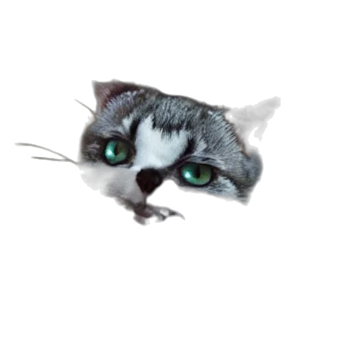 animal, creature, face, staff transparent PNG cut-out