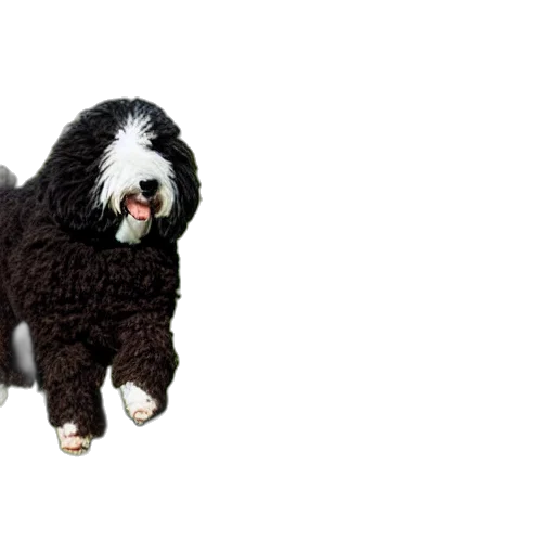 animal, creature, jacket, staff transparent PNG cut-out