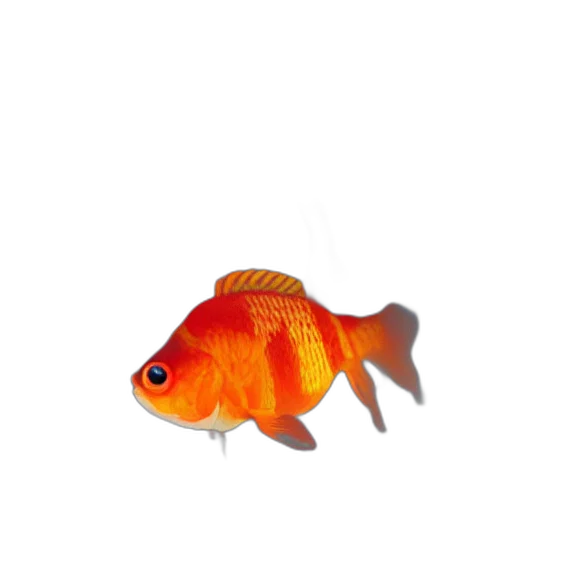animal, creature, staff, food transparent PNG cut-out