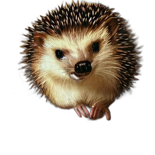 animal, creature, staff, food transparent PNG cut-out