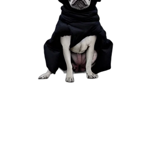 animal, creature, staff, jacket transparent PNG cut-out