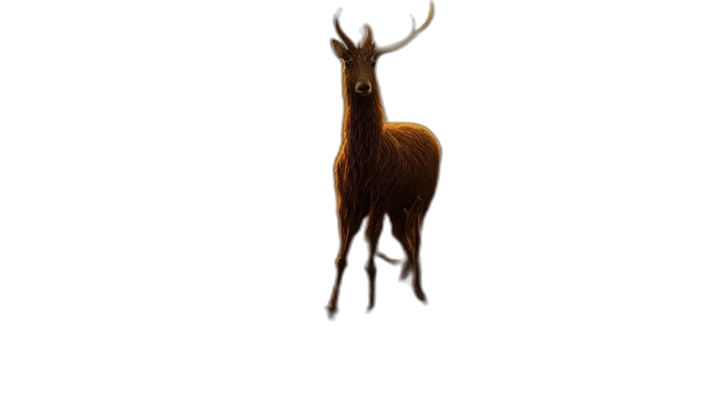 animal, creature, hair, crown transparent PNG cut-out
