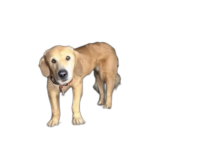 animal, creature, staff, weapon transparent PNG cut-out